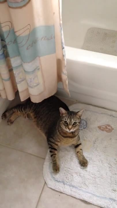 funny cat 😘🐈/pexels/ no copyright video/free clips for Youtube videos/mediafire video download link👇