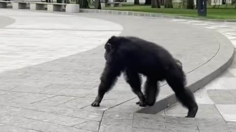 vídeo tendo outra proposta e eu reparando que os 3 tem olho azul