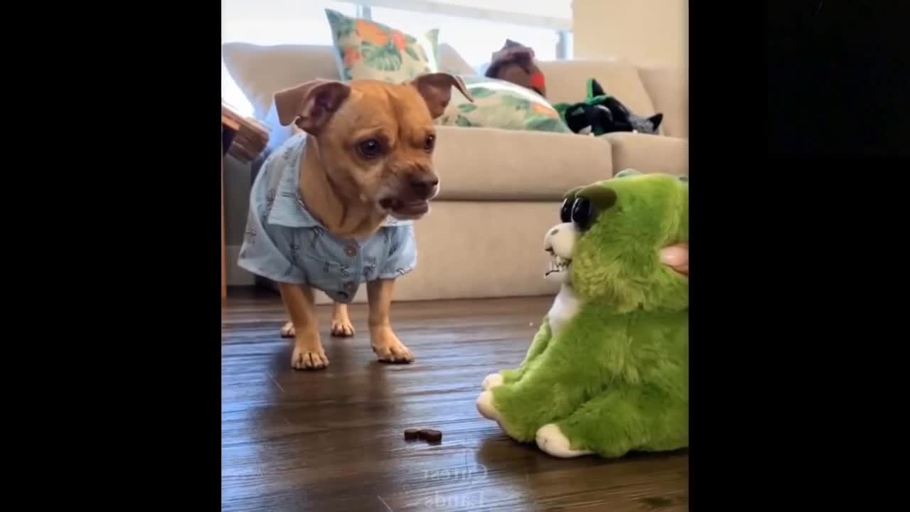 Dog fights with fake animal | Try not to laugh 😂😂😂