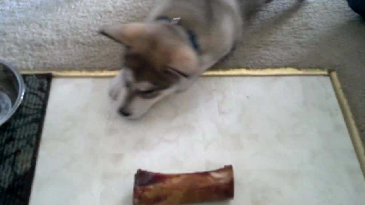 Alaskan Malamute puppy baffled by his first bone