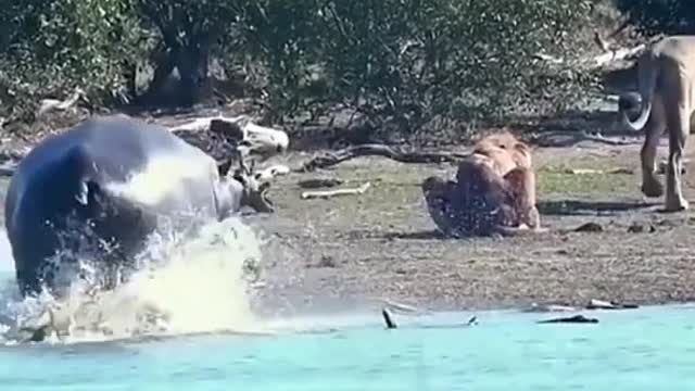 A hippo came to rescue of a lion who was mauled by a companion