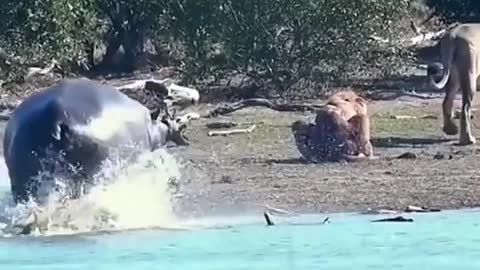 A hippo came to rescue of a lion who was mauled by a companion