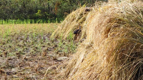 Ducks are pecking at the grains in the stacks of rice harvested in the fall