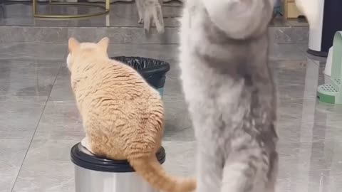 Cat funny Video 😀