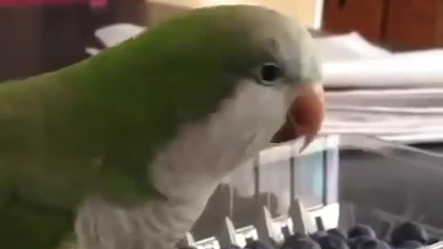 The parrot tries to open the box and starts to get angry