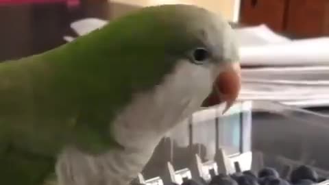 The parrot tries to open the box and starts to get angry