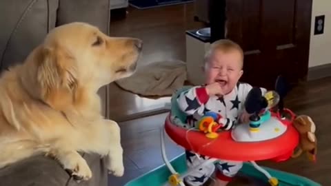 Funny & Cute Dogs #cats #dogs #reels #shorts #viral #pets