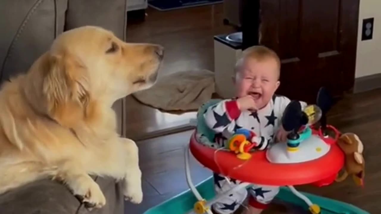 Funny & Cute Dogs #cats #dogs #reels #shorts #viral #pets