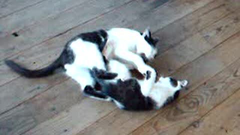 Cat video