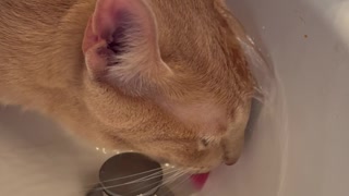 Oblivious Cat Drinks From Sink as Water Pours on His Head