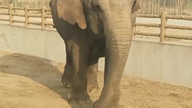 The fat elephant