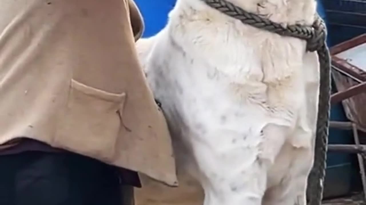 Big Dog