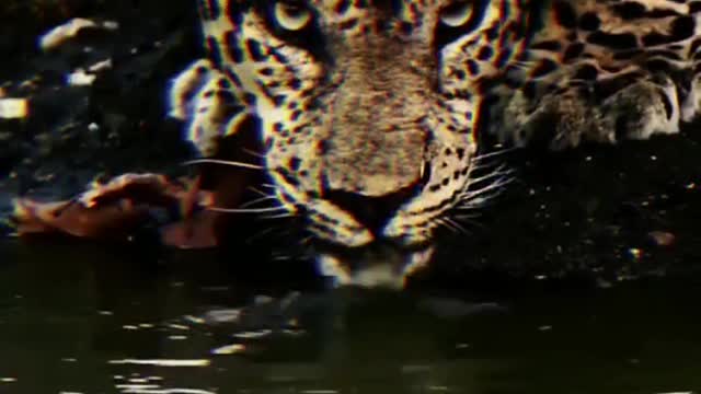 The leopard