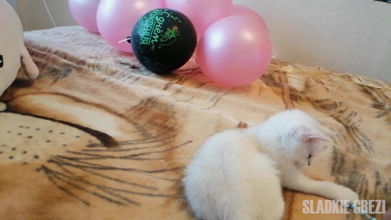 Kitten plays with its tail