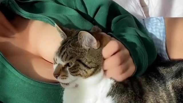 Only the kitten is the most loyal and stands by my side every day.