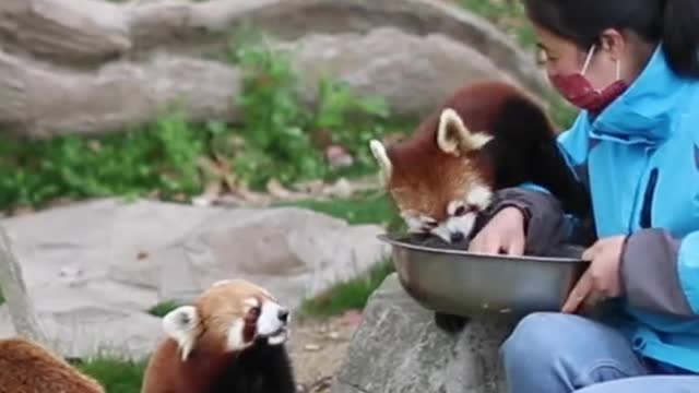 red pandas