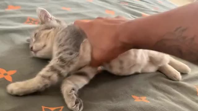 Cute cat sleeping