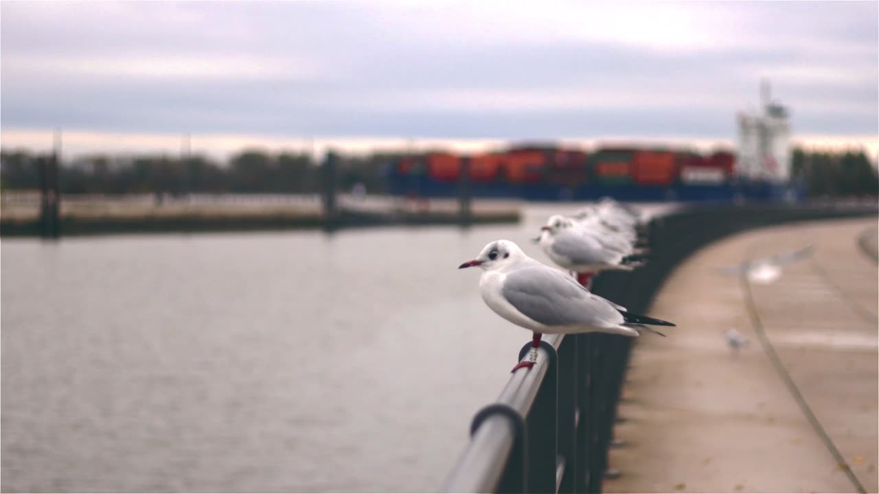 Seagulls Resting On A Steel Rail