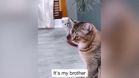 funny cat videos