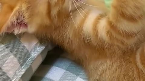 Feed a cute kitten