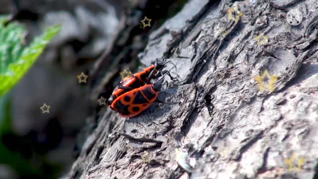 Insects are very beautiful.