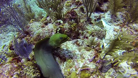 Gigantic moray eel swiftly glides across coral reef