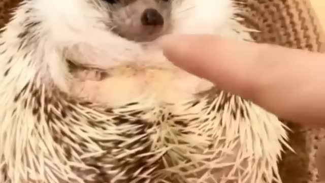 Funny Animal - Part - 2