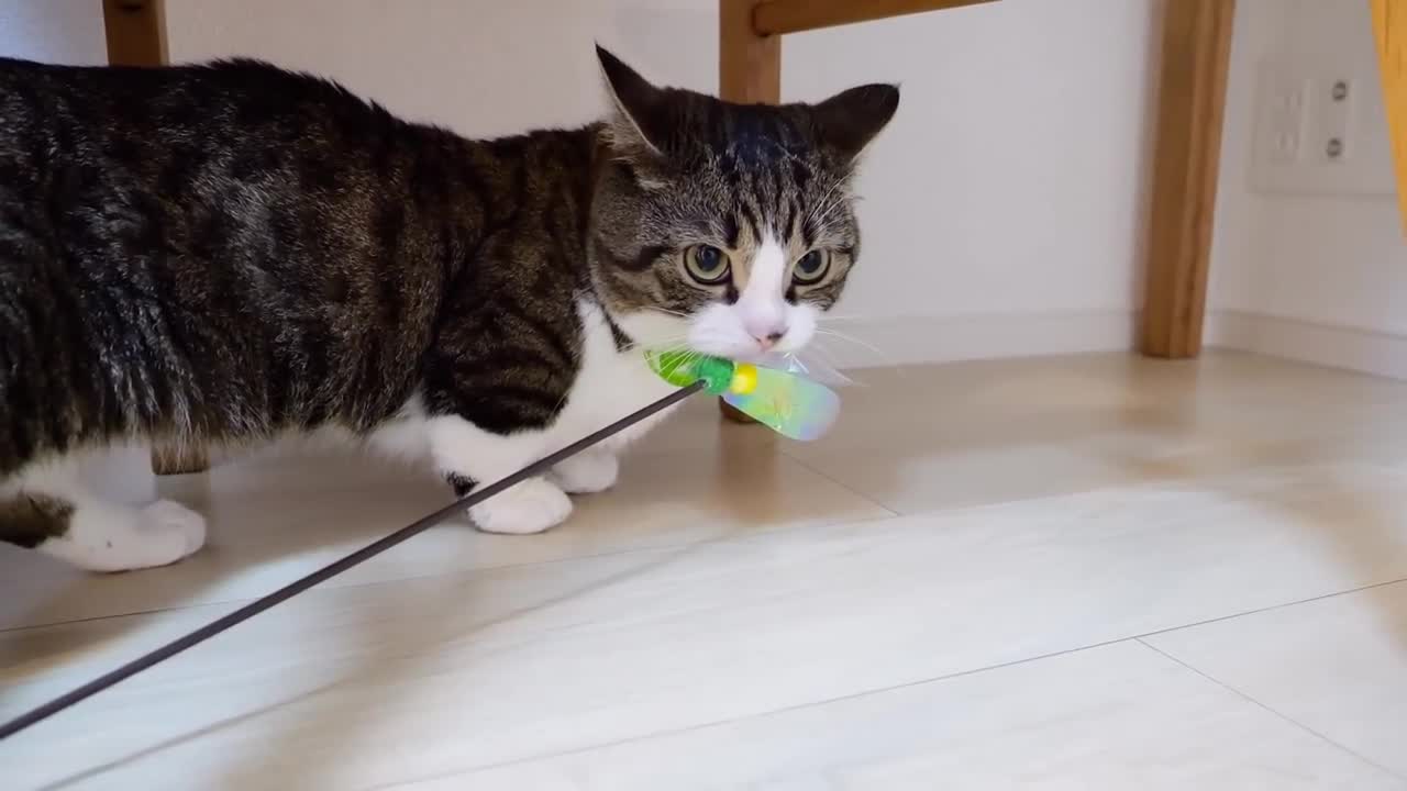 I was playing with kitten Kiki, but the daddy cat came...