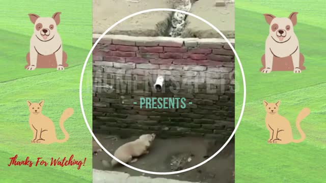 A dog came out of the hole in which it fell in a smart way