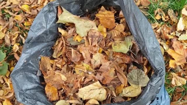 Herbstlaub sinnvoll nutzen