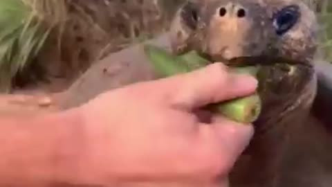 Animal Funny Video