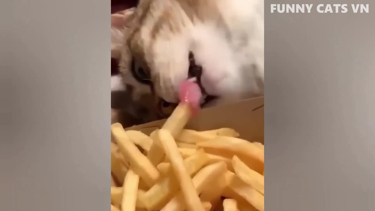 Funny cats