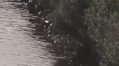 A sellők nem mitológiai lények