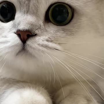 Funny kittencat video #trending #viral #catsanddogs #kittencat #shorts