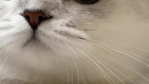 Funny kittencat video #trending #viral #catsanddogs #kittencat #shorts