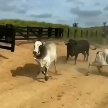 Bullsfight