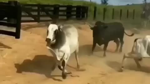 Bullsfight