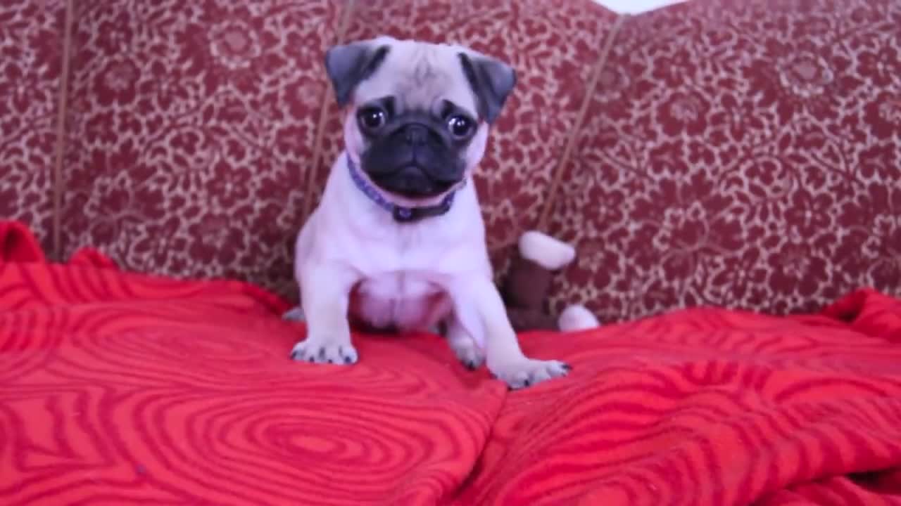 baby pug Carlos