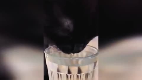 Cat drink water 💦