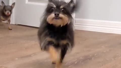 Dog swag entry