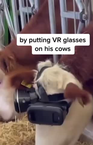 Cattle breeder use VR glasses to increase milk yield