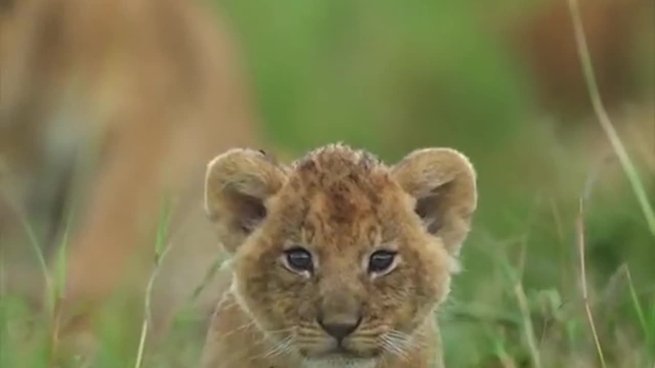 Animals and Natures