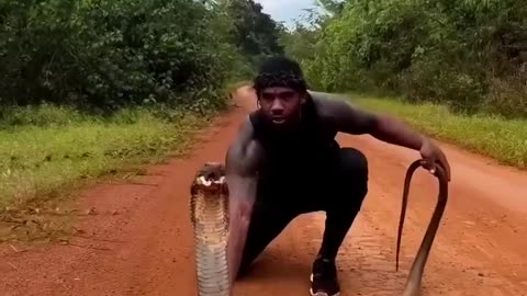 King Of the Jungle playing with a Cobra 🐍