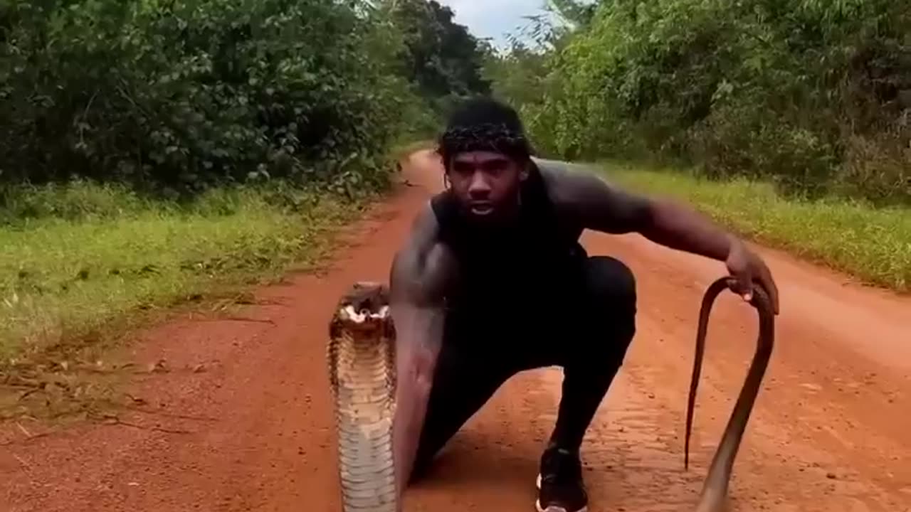 King Of the Jungle playing with a Cobra 🐍