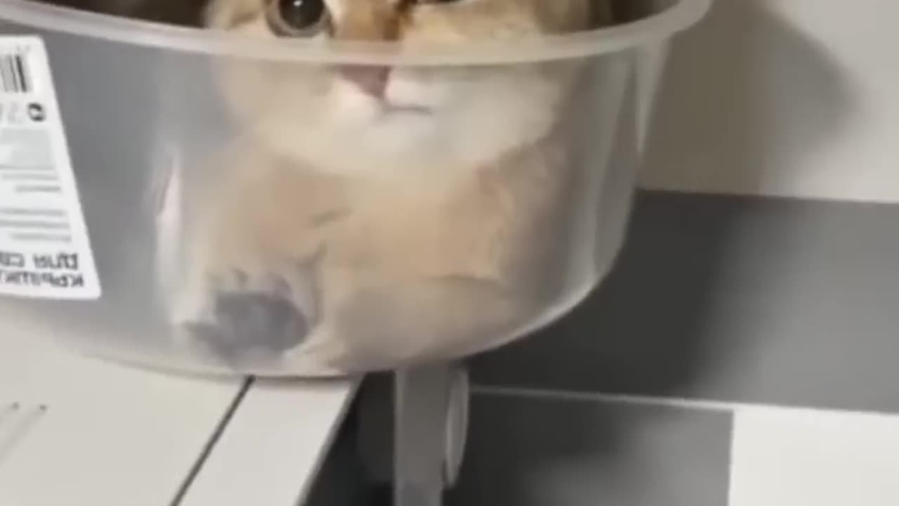 Amazing funny cats ππΈπΊ