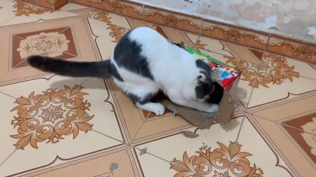 Oh so whiny cat Oh my God too cute
