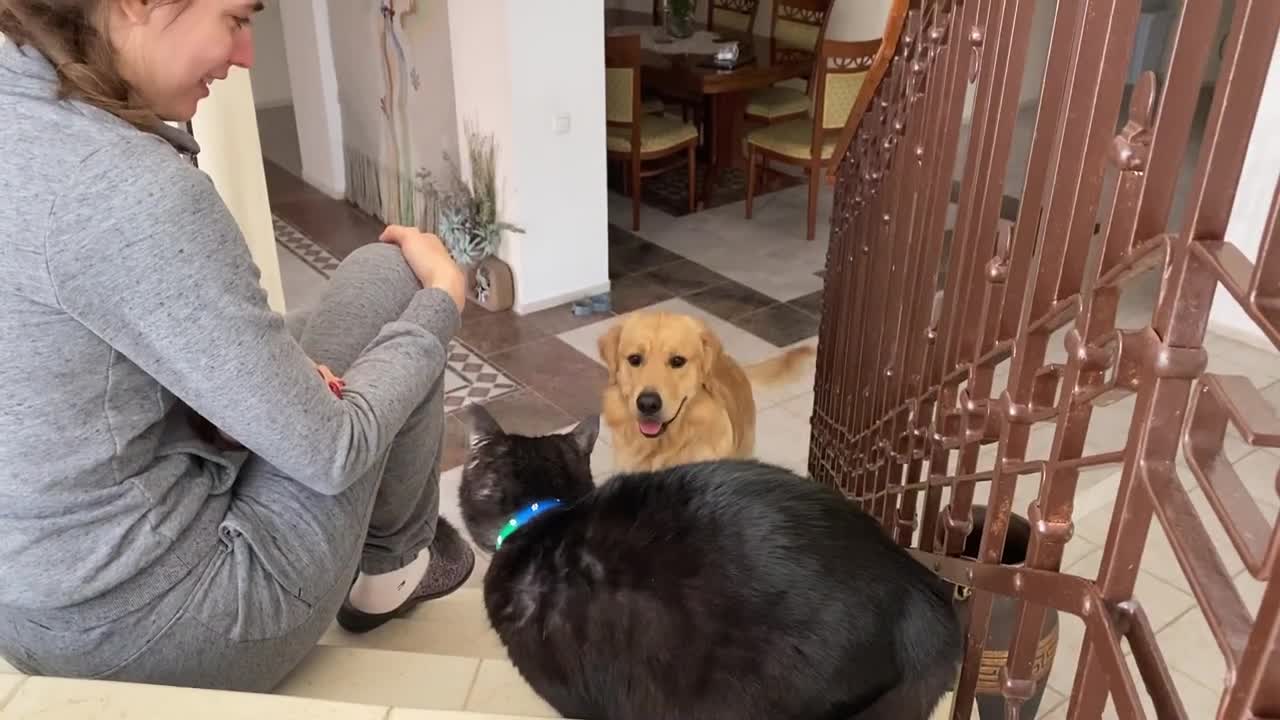 Golden Retriever Meets a Cat For The First Time!