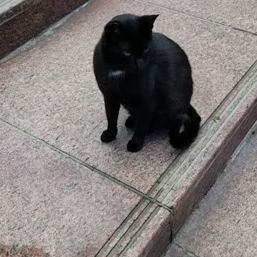 20240423 162959 Tux Lectured About Bees