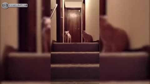 Cat vs dogs