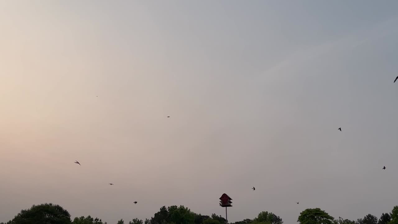 Purple Martin flight